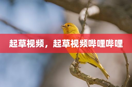 起草视频，起草视频哔哩哔哩