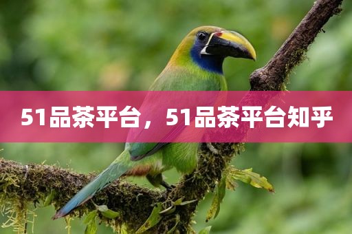 51品茶平台，51品茶平台知乎