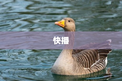 快播