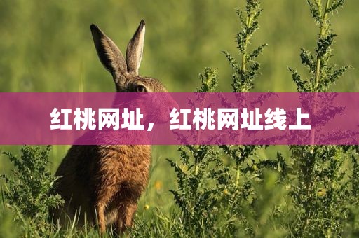 红桃网址，红桃网址线上