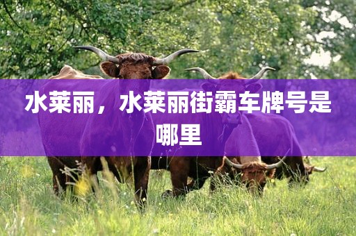 水莱丽，水莱丽街霸车牌号是哪里