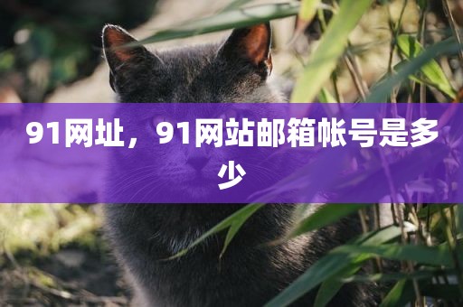 91网址，91网站邮箱帐号是多少