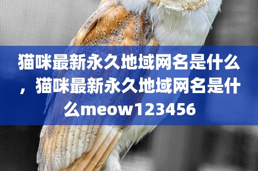 猫咪最新永久地域网名是什么，猫咪最新永久地域网名是什么meow123456