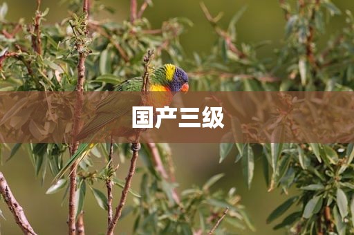 国产三级
