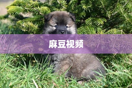 麻豆视频