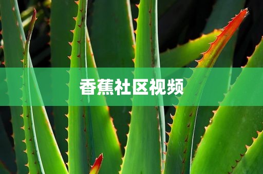 香蕉社区视频