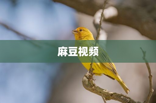 麻豆视频