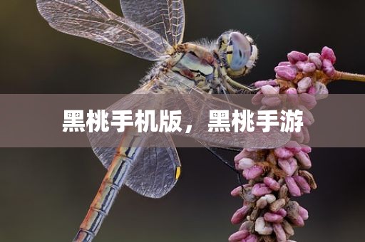 黑桃手机版，黑桃手游