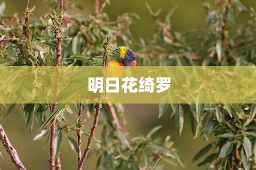 明日花绮罗