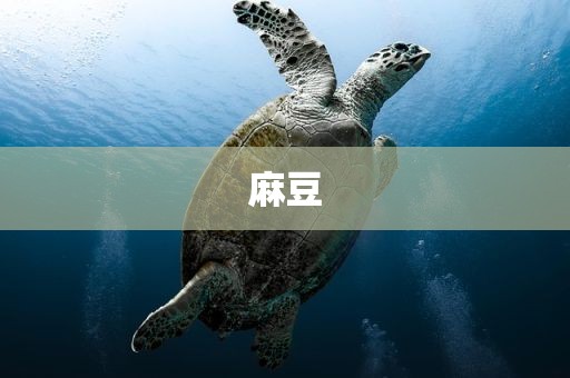 麻豆