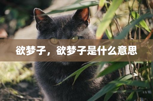 欲梦子，欲梦子是什么意思