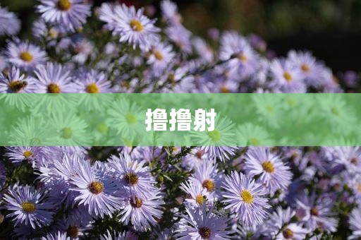 撸撸射