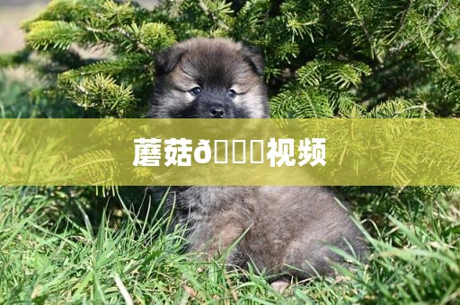 蘑菇🍄视频