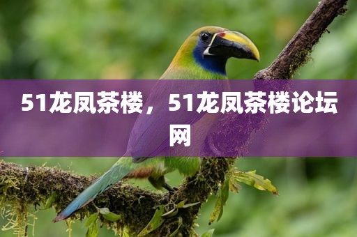 51龙凤茶楼，51龙凤茶楼论坛网
