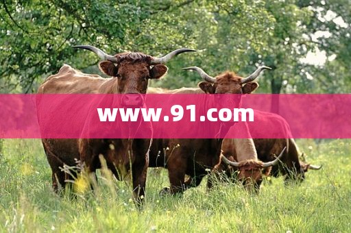 www.91.com