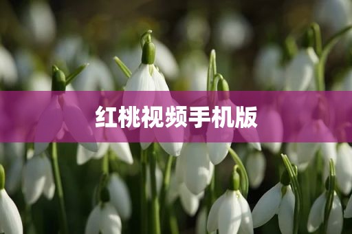 红桃视频手机版
