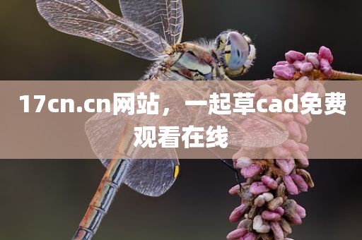 17cn.cn网站，一起草cad免费观看在线