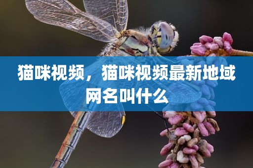 猫咪视频，猫咪视频最新地域网名叫什么