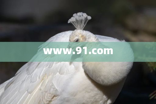 www.91.com