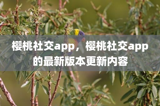 樱桃社交app，樱桃社交app的最新版本更新内容