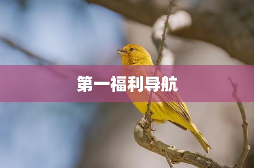 第一福利导航