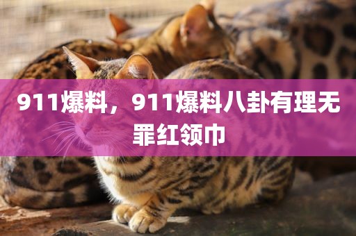 911爆料，911爆料八卦有理无罪红领巾