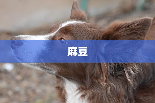 麻豆