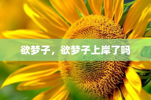 欲梦子，欲梦子上岸了吗