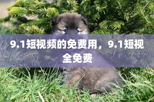 9.1短视频的免费用，9.1短视全免费