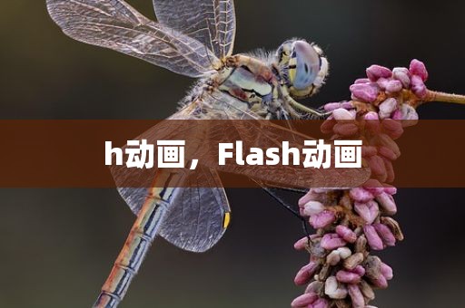 h动画，Flash动画