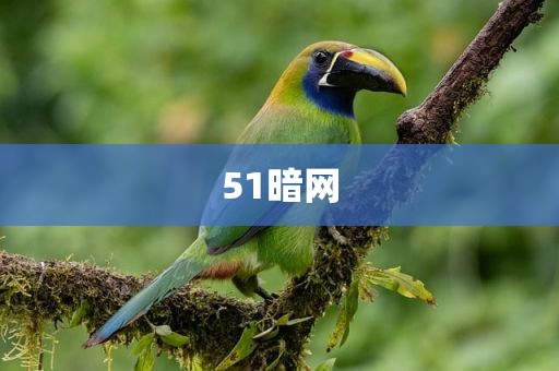 51暗网