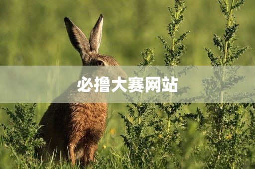 必撸大赛网站