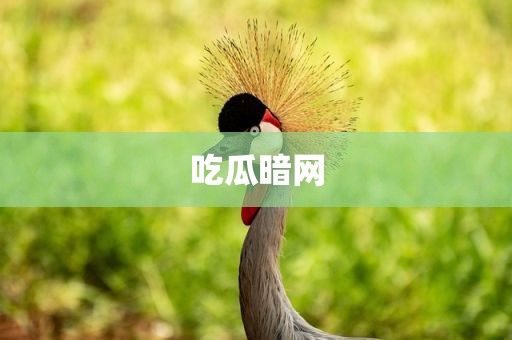 吃瓜暗网