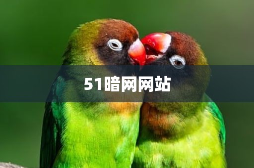 51暗网网站