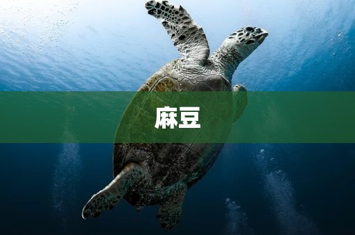 麻豆