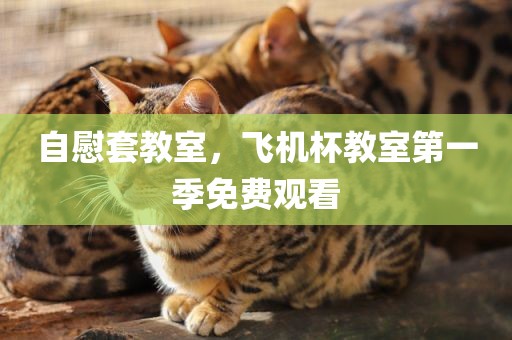 自慰套教室，飞机杯教室第一季免费观看