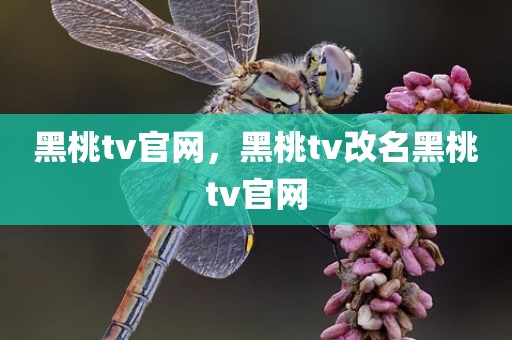 黑桃tv官网，黑桃tv改名黑桃tv官网