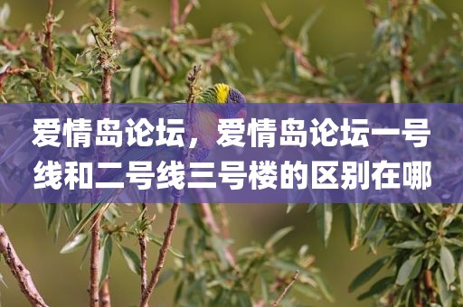爱情岛论坛，爱情岛论坛一号线和二号线三号楼的区别在哪