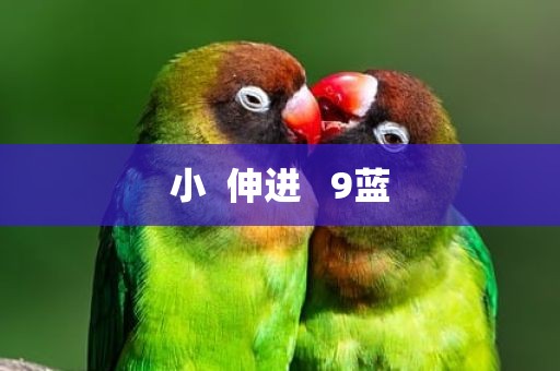 小  伸进   9蓝