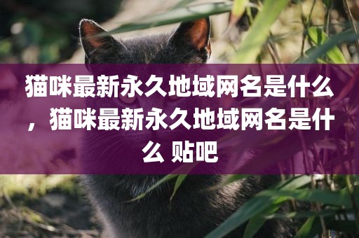 猫咪最新永久地域网名是什么，猫咪最新永久地域网名是什么 贴吧