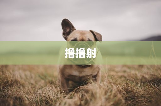 撸撸射