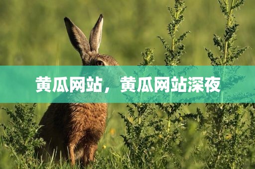 黄瓜网站，黄瓜网站深夜