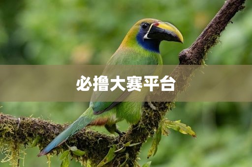 必撸大赛平台