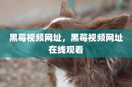 黑莓视频网址，黑莓视频网址在线观看