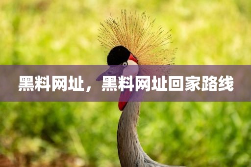 黑料网址，黑料网址回家路线