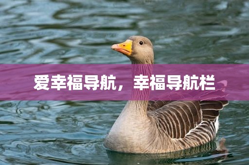 爱幸福导航，幸福导航栏