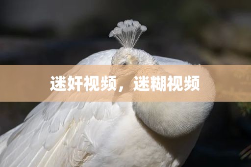 迷奸视频，迷糊视频