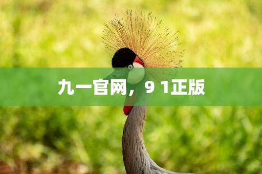 九一官网，9 1正版