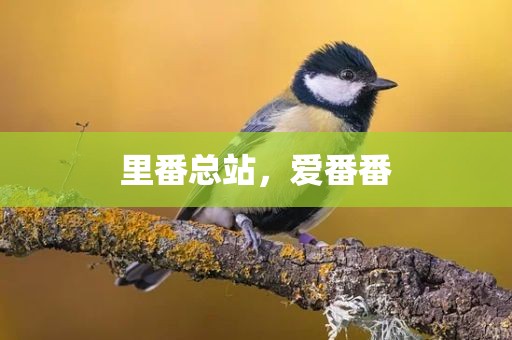 里番总站，爱番番