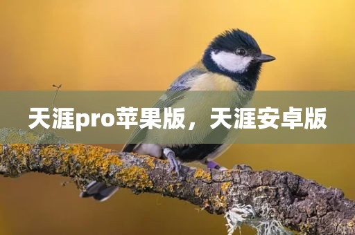 天涯pro苹果版，天涯安卓版